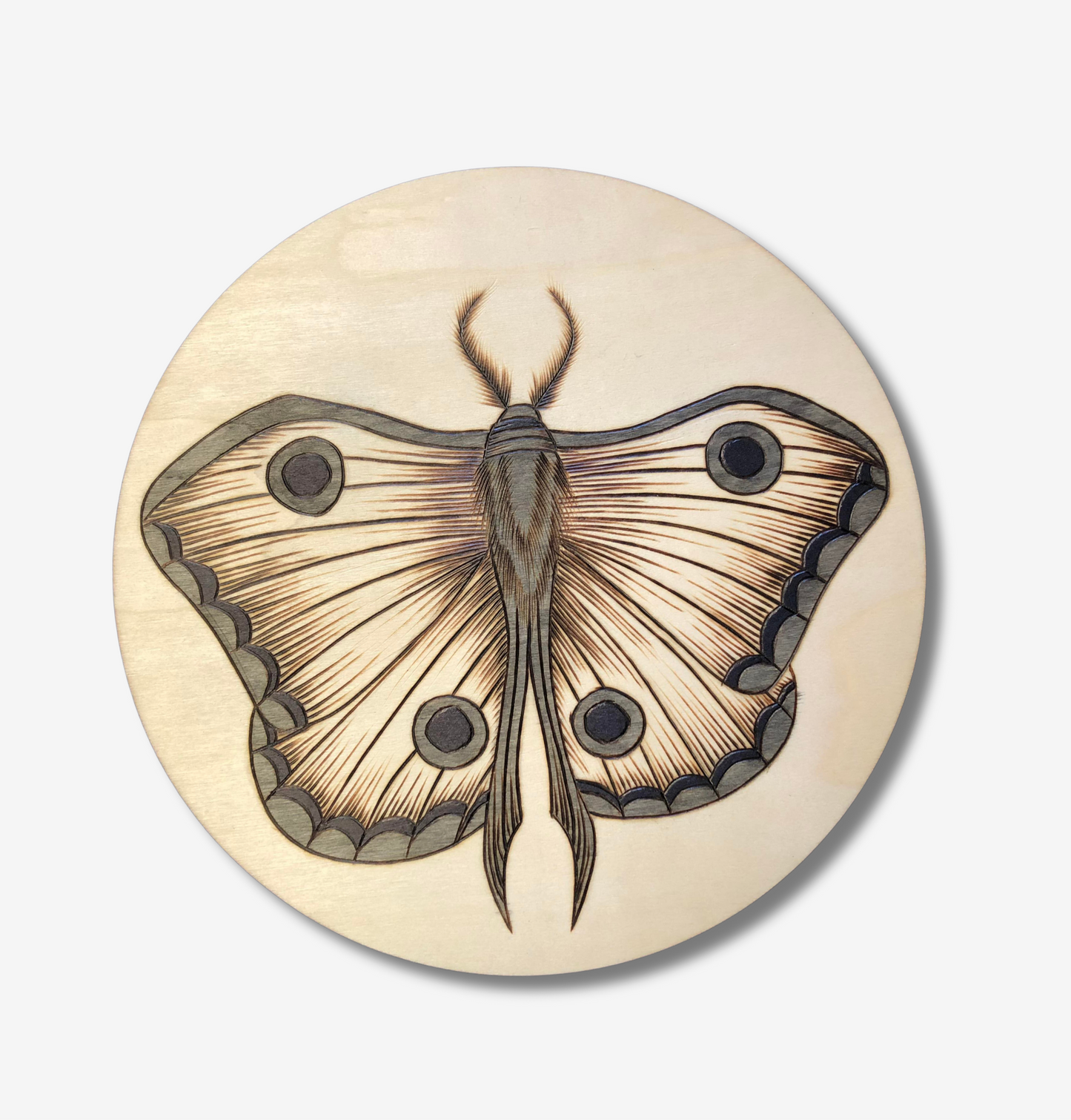 Gray Moth